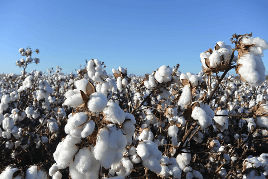 Cotton Best Practice: What Does This Mean?